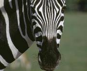В Харьковском зоопарке появилась зебра
