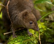 В Новой Гвинее найдены новые виды животных и птиц