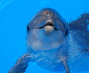 В харьковском дельфинарии открылся океанариум