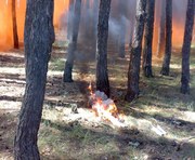 Отдыхающие сожгли почти гектар леса под Харьковом