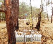 Украинские пограничники нашли в лесу много водки