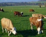 На Харьковщине будут поднимать молочное скотоводство