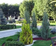 В Харькове высадят более пятисот деревьев