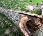 В Харькове срубят деревья на проспекте Гагарина