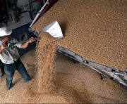 Сельхозпроизводители в Украине получат право экспортировать зерно